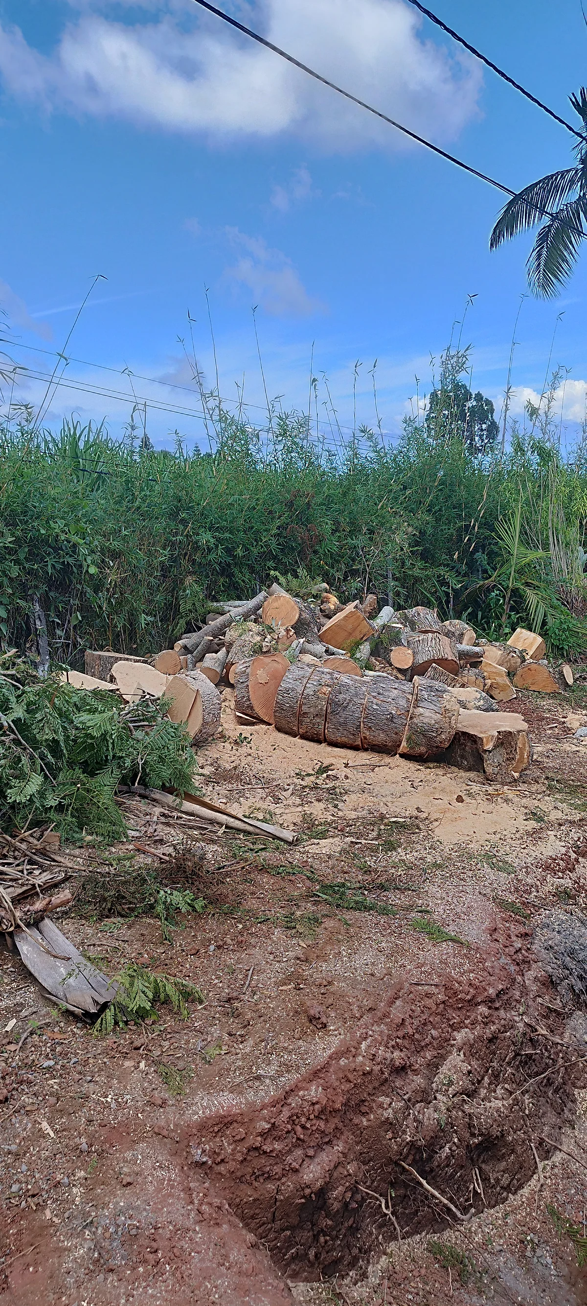 Bois et débris triés après élagage